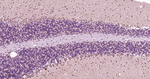 Leptin Receptor Antibody in Immunohistochemistry (Paraffin) (IHC (P))