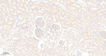 Leptin Receptor Antibody in Immunohistochemistry (Paraffin) (IHC (P))
