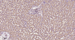 Leptin Receptor Antibody in Immunohistochemistry (Paraffin) (IHC (P))