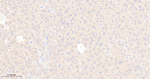 Leptin Receptor Antibody in Immunohistochemistry (Paraffin) (IHC (P))