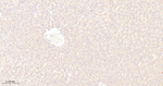 Leptin Receptor Antibody in Immunohistochemistry (Paraffin) (IHC (P))