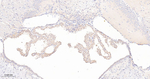 Leptin Receptor Antibody in Immunohistochemistry (Paraffin) (IHC (P))