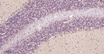 Leptin Receptor Antibody in Immunohistochemistry (Paraffin) (IHC (P))