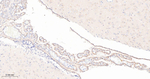 Leptin Receptor Antibody in Immunohistochemistry (Paraffin) (IHC (P))