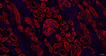 Leptin Receptor Antibody in Immunohistochemistry (Paraffin) (IHC (P))