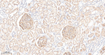 Leptin Receptor Antibody in Immunohistochemistry (Paraffin) (IHC (P))