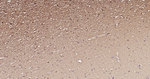 PI3K p55 gamma Recombinant Rabbit Monoclonal Antibody (19C18)