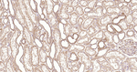 PI3K p55 gamma Antibody in Immunohistochemistry (Paraffin) (IHC (P))