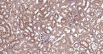 PI3K p55 gamma Antibody in Immunohistochemistry (Paraffin) (IHC (P))