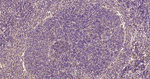 PI3K p55 gamma Antibody in Immunohistochemistry (Paraffin) (IHC (P))