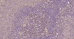 PI3K p55 gamma Antibody in Immunohistochemistry (Paraffin) (IHC (P))