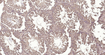 PI3K p55 gamma Antibody in Immunohistochemistry (Paraffin) (IHC (P))