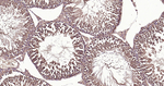 PI3K p55 gamma Antibody in Immunohistochemistry (Paraffin) (IHC (P))
