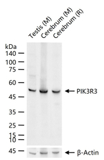 PI3K p55 gamma Antibody in Western Blot (WB)
