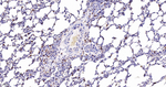 ALOX5 Antibody in Immunohistochemistry (Paraffin) (IHC (P))