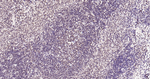 ALOX5 Antibody in Immunohistochemistry (Paraffin) (IHC (P))