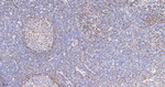 ALOX5 Antibody in Immunohistochemistry (Paraffin) (IHC (P))