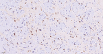 ALOX5 Antibody in Immunohistochemistry (Paraffin) (IHC (P))