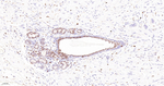 ALOX5 Antibody in Immunohistochemistry (Paraffin) (IHC (P))