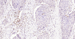 ALOX5 Antibody in Immunohistochemistry (Paraffin) (IHC (P))