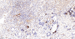 ALOX5 Antibody in Immunohistochemistry (Paraffin) (IHC (P))