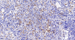 ALOX5 Antibody in Immunohistochemistry (Paraffin) (IHC (P))