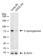ALOX5 Antibody in Western Blot (WB)