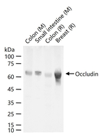 Occludin Recombinant Rabbit Monoclonal Antibody (3C7)