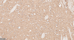 APPL1 Antibody in Immunohistochemistry (Paraffin) (IHC (P))