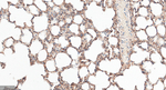 APPL1 Antibody in Immunohistochemistry (Paraffin) (IHC (P))