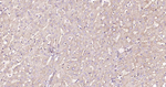 ATP1B1 Antibody in Immunohistochemistry (Paraffin) (IHC (P))