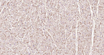 ATP1B1 Antibody in Immunohistochemistry (Paraffin) (IHC (P))