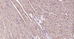 ATP1B1 Antibody in Immunohistochemistry (Paraffin) (IHC (P))