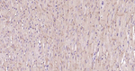 ATP1B1 Antibody in Immunohistochemistry (Paraffin) (IHC (P))