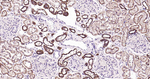 ATP1B1 Antibody in Immunohistochemistry (Paraffin) (IHC (P))