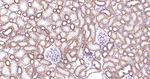 ATP1B1 Antibody in Immunohistochemistry (Paraffin) (IHC (P))