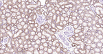 ATP1B1 Antibody in Immunohistochemistry (Paraffin) (IHC (P))