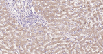 MRP2 Recombinant Rabbit Monoclonal Antibody (14F18)