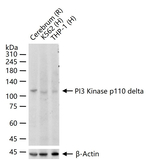PIK3CD Antibody in Western Blot (WB)