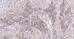 pro-Caspase 3 Antibody in Immunohistochemistry (Paraffin) (IHC (P))