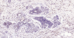 pro-Caspase 3 Antibody in Immunohistochemistry (Paraffin) (IHC (P))