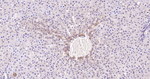 pro-Caspase 3 Antibody in Immunohistochemistry (Paraffin) (IHC (P))