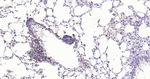pro-Caspase 3 Antibody in Immunohistochemistry (Paraffin) (IHC (P))