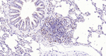 pro-Caspase 3 Antibody in Immunohistochemistry (Paraffin) (IHC (P))