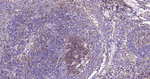 pro-Caspase 3 Antibody in Immunohistochemistry (Paraffin) (IHC (P))