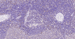 pro-Caspase 3 Antibody in Immunohistochemistry (Paraffin) (IHC (P))