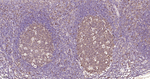 pro-Caspase 3 Antibody in Immunohistochemistry (Paraffin) (IHC (P))