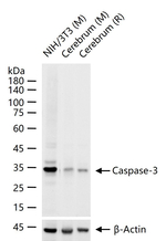 pro-Caspase 3 Antibody in Western Blot (WB)