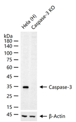 pro-Caspase 3 Antibody in Western Blot (WB)
