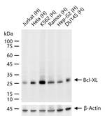 BCL-XL Recombinant Rabbit Monoclonal Antibody (8B20)